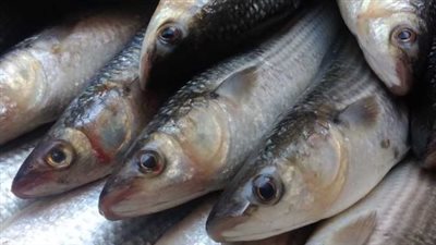  أسعار الأسماك والجمبري اليوم 24_6_2025