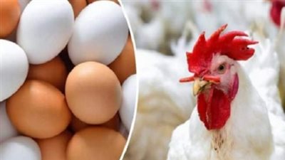 أسعار الفراخ اليوم الأربعاء 25 يونيو 2025