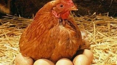  أسعار الفراخ والبيض اليوم الأربعاء 25 يونيو 2025