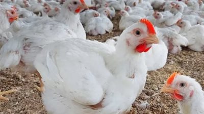  أسعار الدواجن اليوم الخميس 26 يونيو 2025.. البيض بكام؟