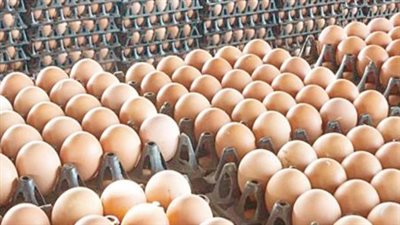  أسعار البيض اليوم السبت 28 يونيو 2025