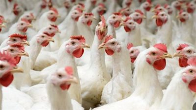 أسعار الدواجن في مصر اليوم الأحد 29 يونيو 2025.. البيض بكام؟