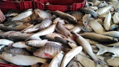  أسعار الأسماك والجمبري اليوم 30_6_2025