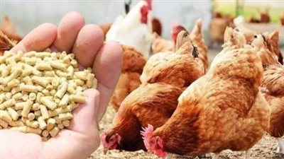  أسعار الدواجن في الأسواق المحلية اليوم الثلاثاء 1 يوليو 2025