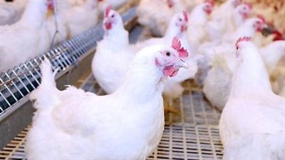 استقرار أسعار الفراخ البيضاء اليوم الأربعاء 2 يوليو 2025 في الأسواق والمحال التجارية