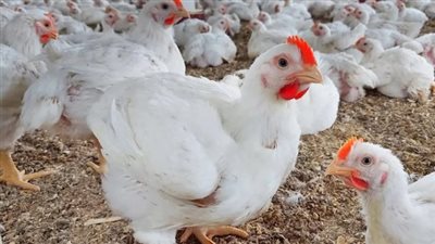  أسعار الفراخ في بورصة الدواجن والأسواق اليوم 3_7_2025