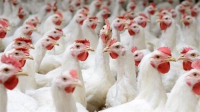ارتفاع أسعار الفراخ اليوم الأحد 6 يونيو 2025 في الأسواق والمحال التجارية