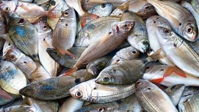  أسعار الأسماك والجمبري اليوم 6_7_2025