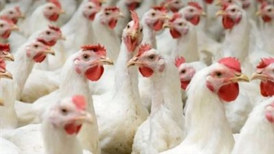  أسعار الفراخ اليوم الثلاثاء 8 يوليو 2025.. البيض بكام؟