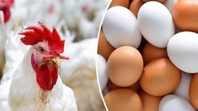  أسعار الفراخ والبيض اليوم الأربعاء 9 يوليو 2025