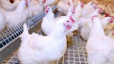  أسعار الدواجن داخل البورصة والمحال التجارية اليوم الخميس 10 يوليو 2025