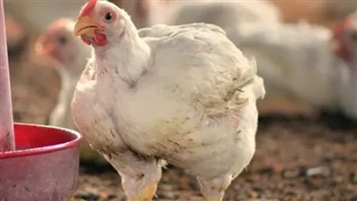 أسعار الفراخ في مصر اليوم السبت 12 يوليو 2025.. استقرار نسبي ومتابعة يومية من المواطنين