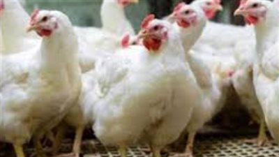 أسعار الفراخ البيضاء والبلدي والساسو اليوم السبت 12 يوليو 2025