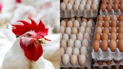 أسعار الفراخ اليوم ومنتجات الدواجن الأخرى.. البانيه والأوراك والكبد والقوانص