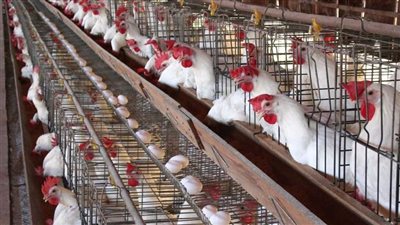 أسعار الفرخ والبيض اليوم في الأسواق المصرية