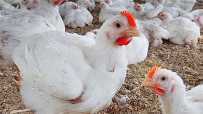 استقرار أسعار الفراخ والبيض اليوم الإثنين 7 يوليو 2025 في الأسواق والمحال التجارية