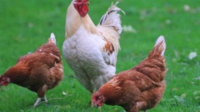 بورصة الدواجن اليوم السبت 12_47_2025.. أسعار منتجات الدواجن الأخرى بكام؟