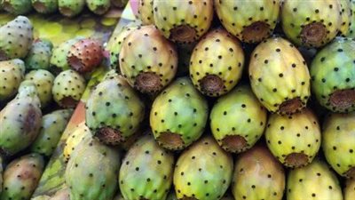 كيف يُستهلك أو يُحضّر التين الشوكي؟