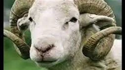 تفسير حلم النطح للعزباء