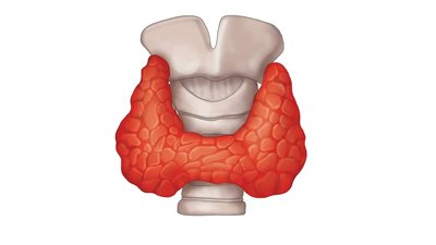 أمراض الغدة الدرقية.. تعرف على قصور الغدة الدرقية وفرط نشاطها