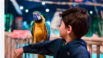 غابة العجائب في جدة: موعد الانطلاق، المواقع، والشروط – دليلك الكامل للاستمتاع بتجربة ترفيهية صيفية مبهرة