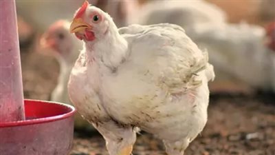 بورصة الدواجن اليوم السبت 19 يوليو 2025: استقرار نسبي في أسعار الفراخ والبيض