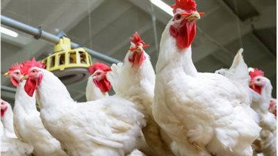 أسعار الدواجن اليوم في المنوفية الأربعاء 30 يوليو 2025.. استقرار نسبي في السوق المحلي