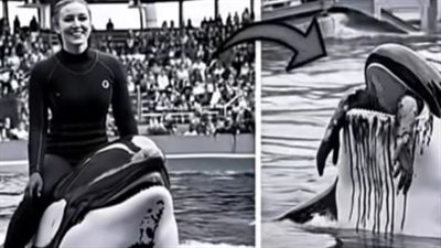 جيسيكا والحوت الأوركا: حقيقة شائعة هجوم الحوت القاتل التي أثارت الرعب على مواقع التواصل