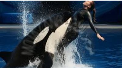 قصة جيسيكا والحوت الأوركا: الحقيقة وراء شائعة الهجوم المزعوم