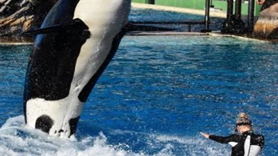 هل هاجم حوت الأوركا فتاة تُدعى جيسيكا؟ الكشف الحقيقة الكاملة