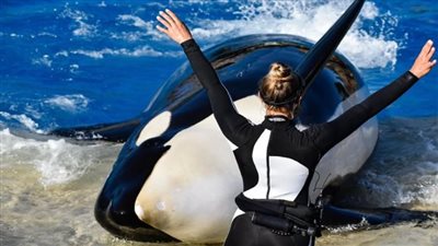 تفنيد شائعة هجوم حوت الأوركا على جيسيكا رادكليف وأسباب انتشارها