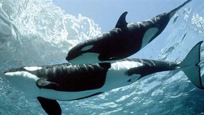 لماذا انتشرت قصة جيسيكا والحوت الأوركا؟ شرح مفصل وتحليل الشائعة