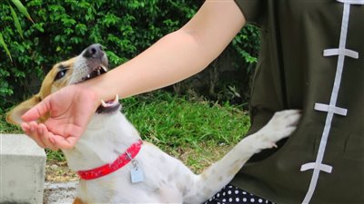 مرض داء الكلب.. هل يمكن أن تسببه خدشة قطة؟