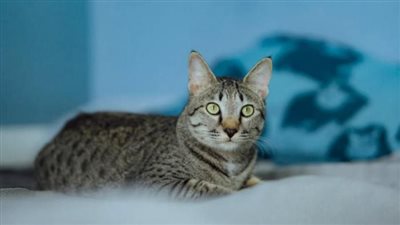 اليوم العالمي للقطط: تاريخ حافل وأدوار غير متوقعة في الحروب