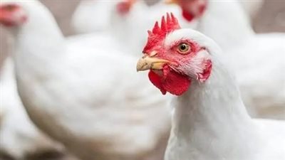 أسعار الفراخ البيضاء في مصر اليوم 9 أغسطس 2025.. انخفاض وفرصة للمستهلك