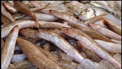 طريقة تنظيف سمك المكرونة.. خطوات بسيطة وآمنة في المنزل