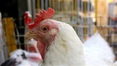 سعر الفراخ البيضاء اليوم الأربعاء 13-8-2025 في المنوفية… استقرار نسبي في الأسواق