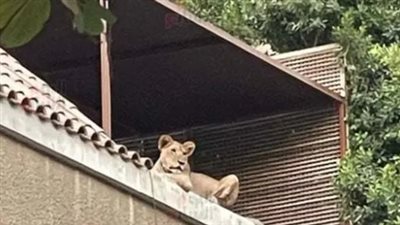 من هي بوسي الأسد؟.. أهمية القضية في السياق المجتمعي