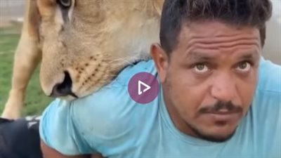 فيديو أسد في ليبيا يثير غضبًا واسعًا بعد مهاجمته لعامل مصري