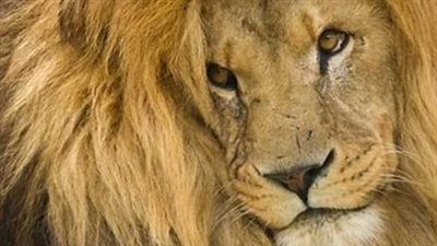 لماذا تنتشر ظاهرة تربية الأسود في ليبيا وما مخاطرها على حياة الناس؟