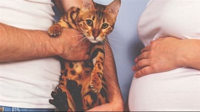 مخاطر الإصابة بمرض التوكسوبلازما لدى الحامل وكيفية الوقاية منه