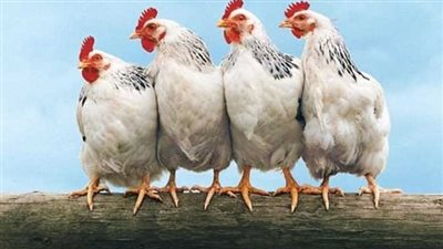 سعر كيلو الفراخ اليوم الأحد 31 أغسطس 2025 في مصر