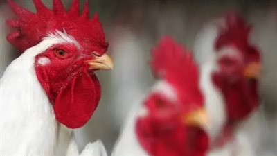 سعر كيلو الفراخ اليوم الأحد 31 أغسطس 2025 في مصر – تحديث مباشر