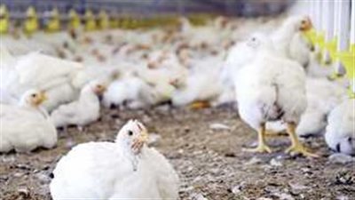 بورصة الدواجن: أحدث أسعار كيلو الفراخ والبيض الأحد 31 أغسطس 2025