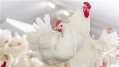 تقرير شامل عن أسعار الفراخ في مصر اليوم وأسباب التغيرات