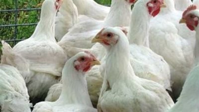 نصائح للمستهلك لمتابعة أسعار الفراخ والبيض اليوم الأحد 31 أغسطس 2025