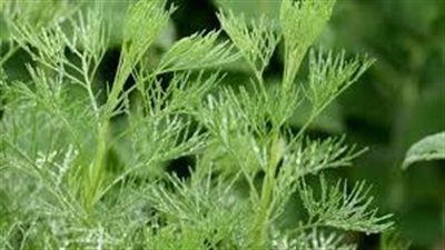 فوائد تناول الشيح.. علاج فعال للمغص المعوي