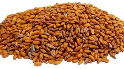 فوائد حب الرشاد.. كنز من الطبيعة لصحتك 