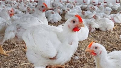 بورصة الدواجن اليوم أسعار الفراخ البيضاء.. ما هي أهمية التحول نحو بيع الدواجن المثلجة؟
