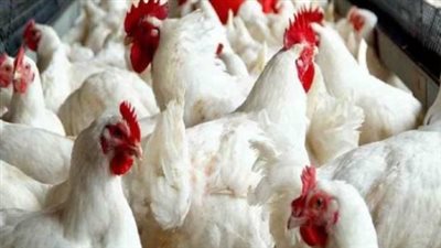 بورصة الدواجن اليوم الأحد 7-9-2025 | أسعار الفراخ البيضاء والكتاكيت والبيض